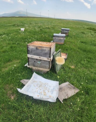BorckamBal06